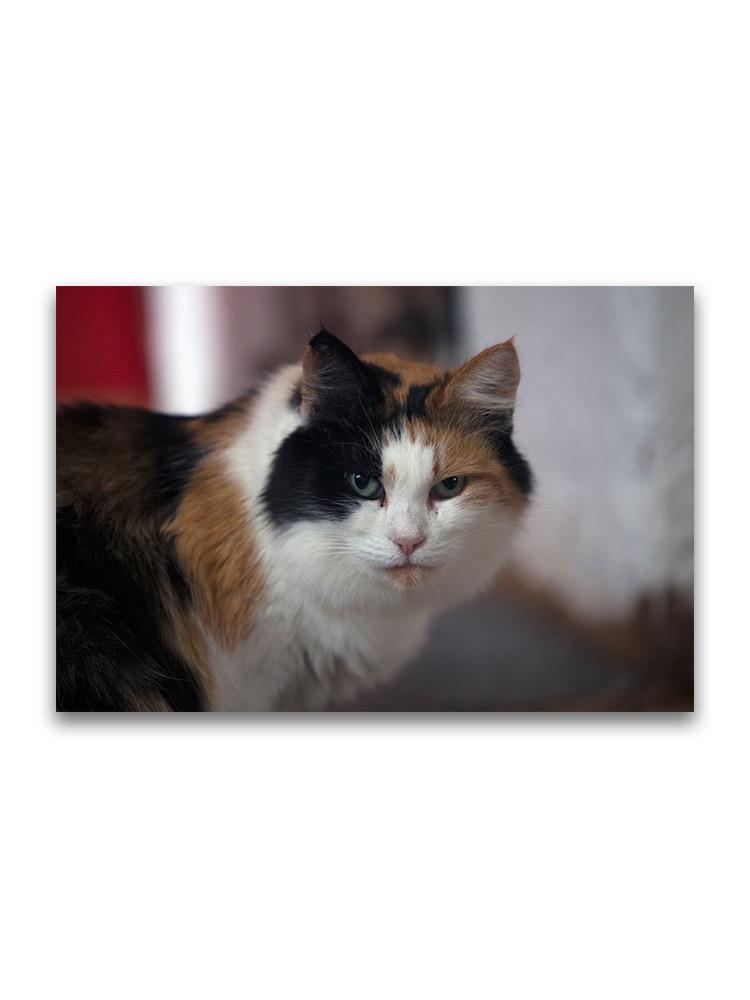 Amazing Calico Cat Portrait Poster -Image by Shutterstock