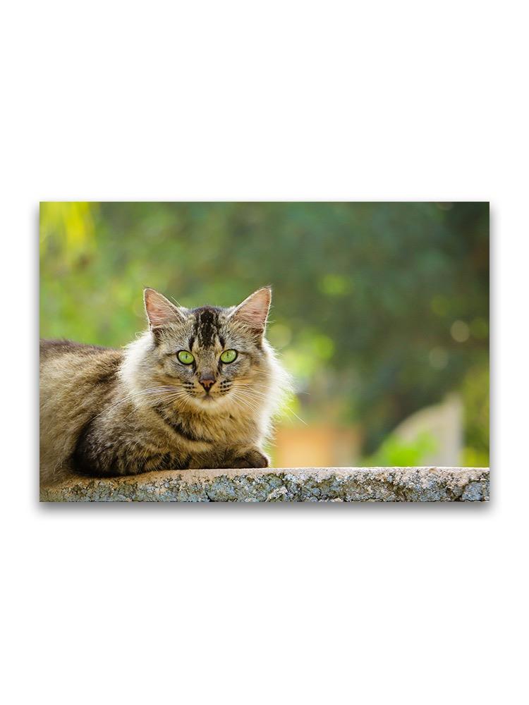 Brave Cat Sitting Over Wall Poster -Image by Shutterstock