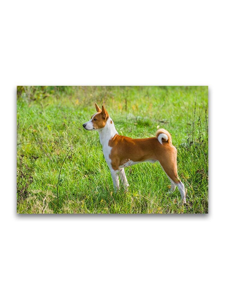 Basenji Dog On Grass Field Poster -Image by Shutterstock