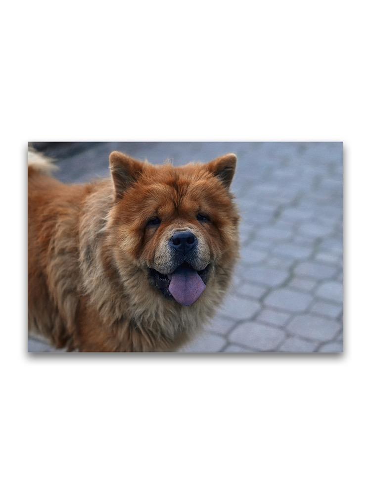 Fluffly Chow Chow Dog  Poster -Image by Shutterstock