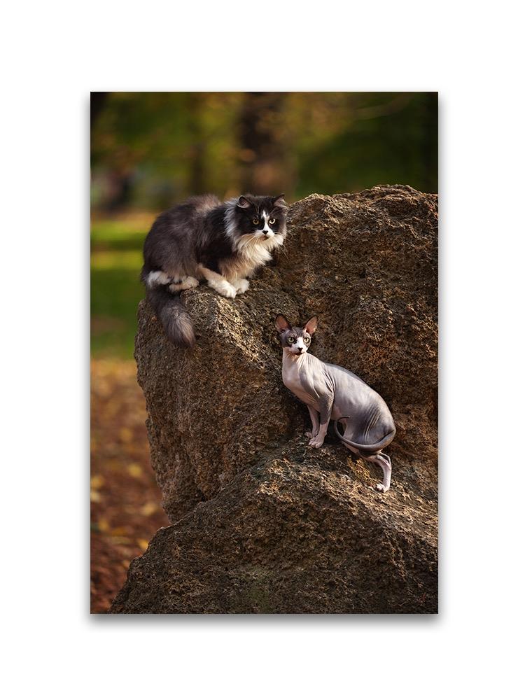 Beautiful Domestic Cats Outdoors Poster -Image by Shutterstock
