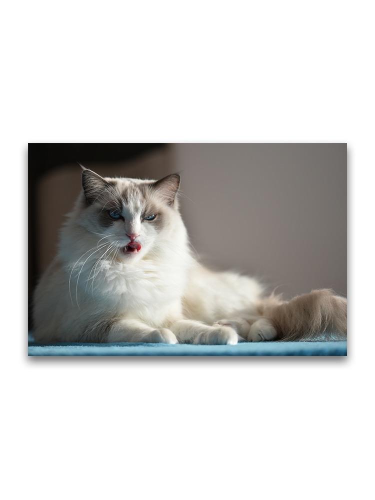 Ragdoll Cat Relaxing  Poster -Image by Shutterstock
