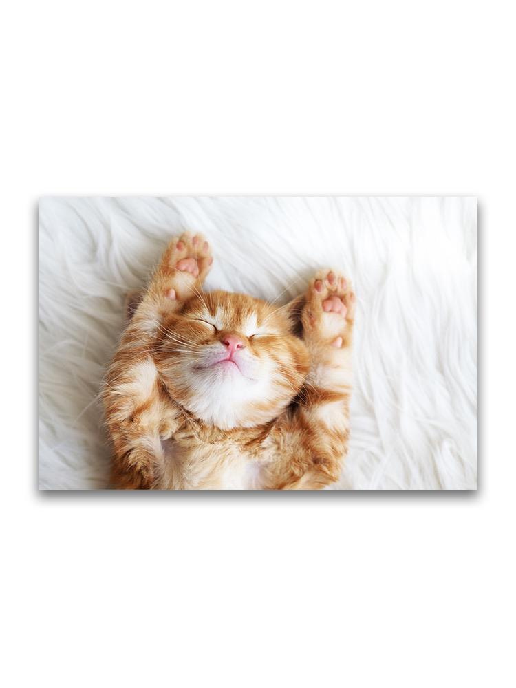 Sleeping Ginger Kitten  Poster -Image by Shutterstock