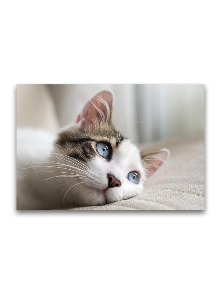 Curious Lying Cat With Blue Eyes Poster -Image by Shutterstock