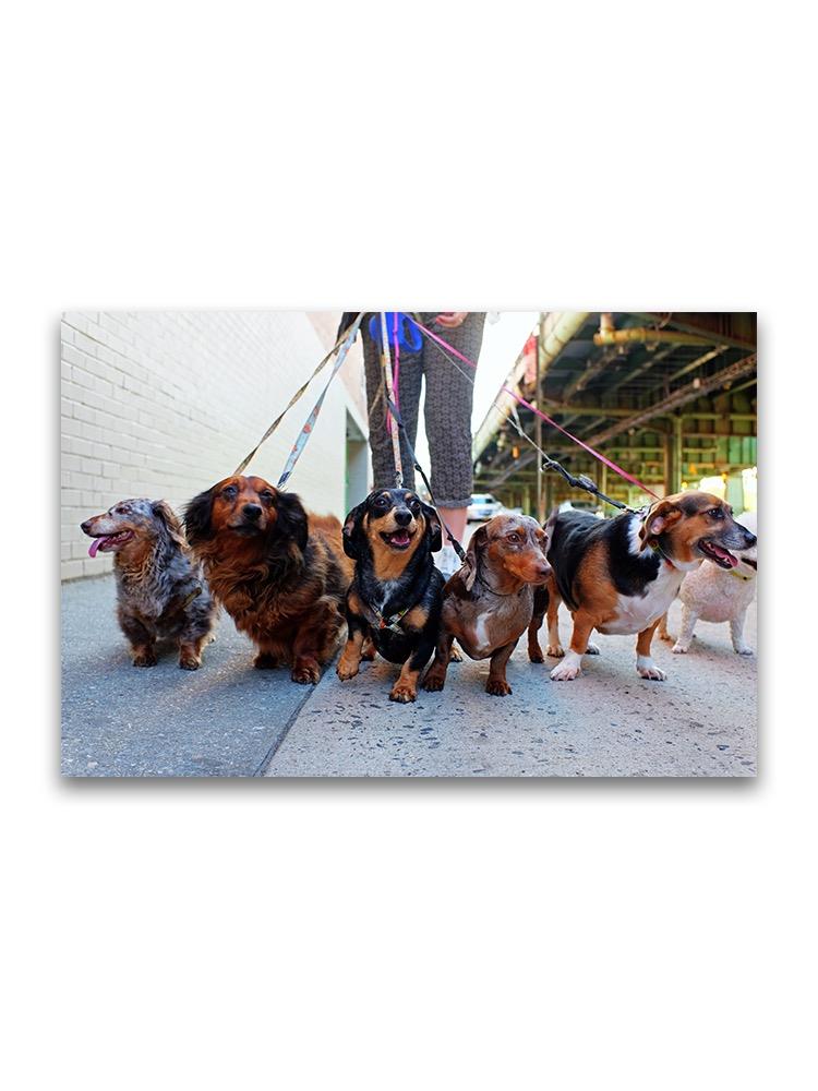 Dachshund Pack Being Walked Poster -Image by Shutterstock