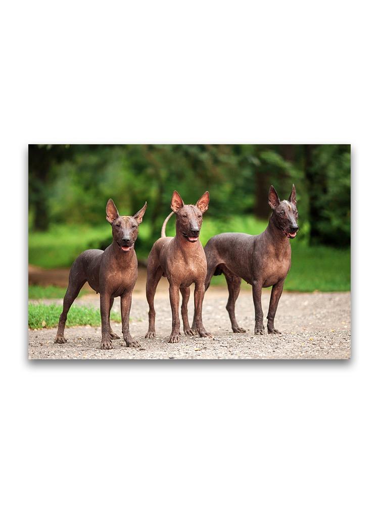 Amazing Pack Of Xolo Dogs Poster -Image by Shutterstock