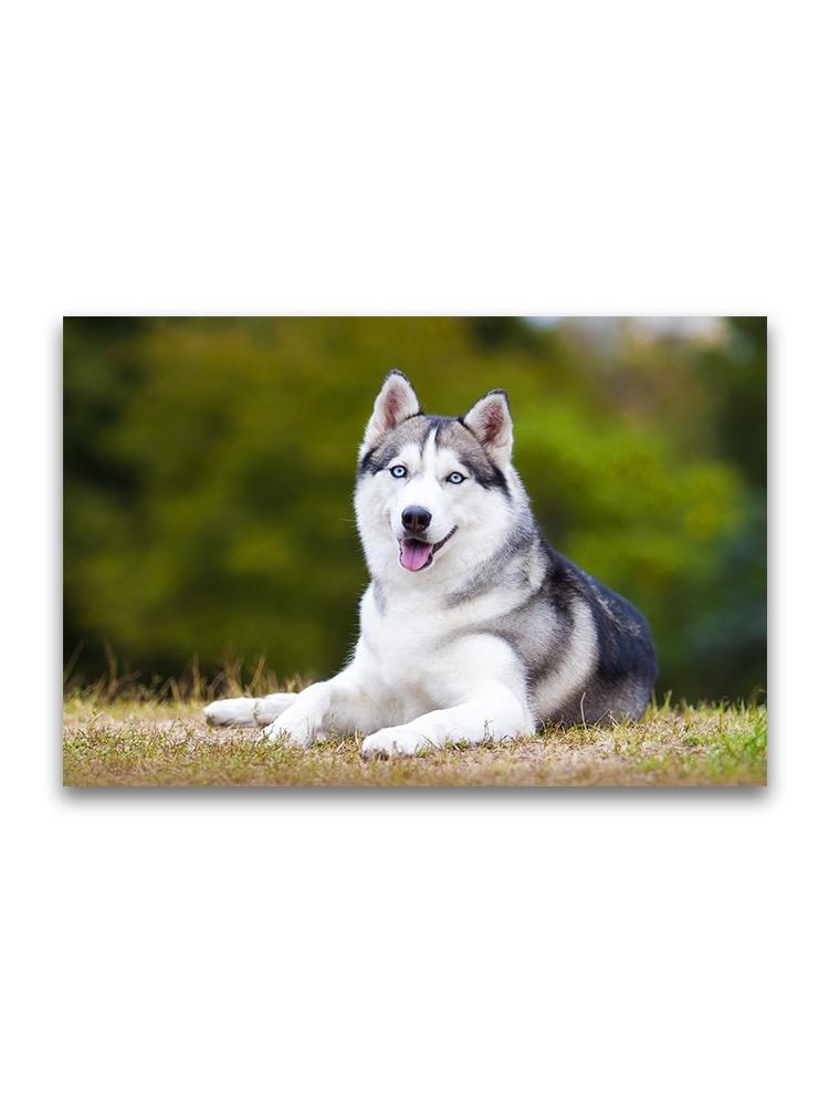 Gorgeous Siberian Husky Portrait Poster -Image by Shutterstock