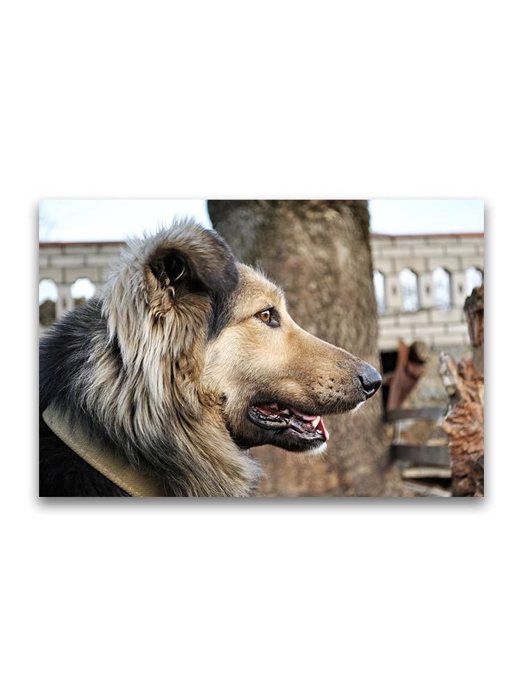 Beautiful Portrait Of Dog  Poster -Image by Shutterstock