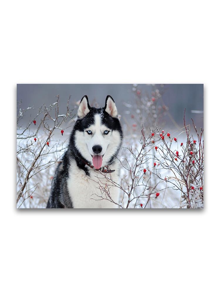 Husky Dog In Winter Bushes  Poster -Image by Shutterstock