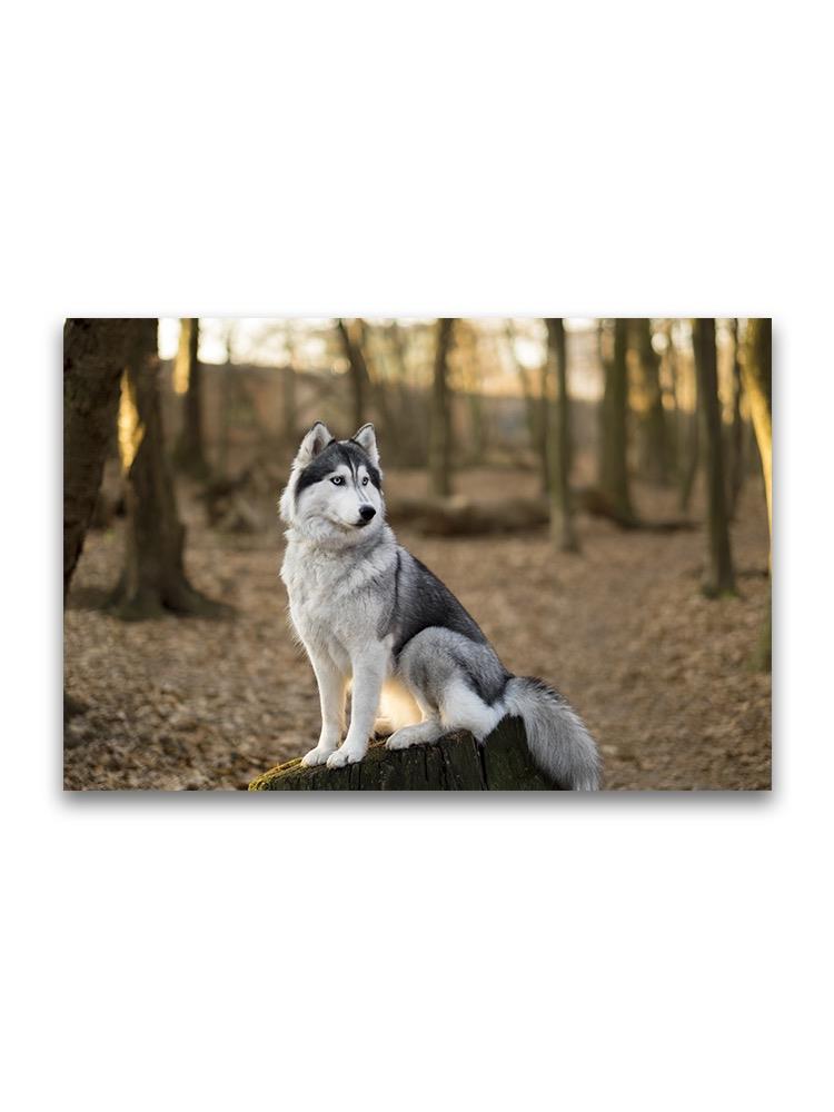 Siberian Husky In Spring Forest  Poster -Image by Shutterstock