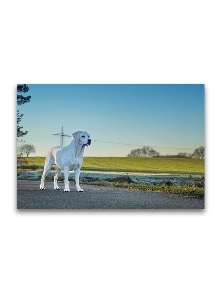 Labrador Dog In Field Poster -Image by Shutterstock