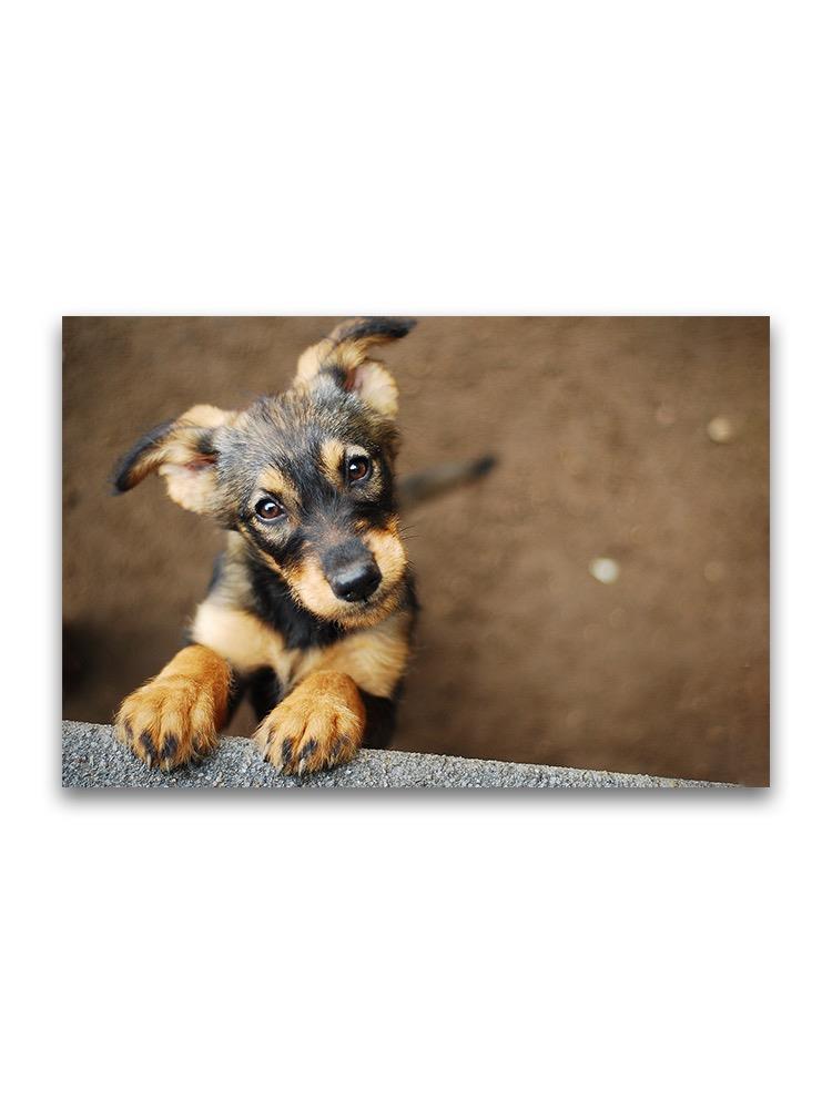 Cute Puppy Looking Up  Poster -Image by Shutterstock