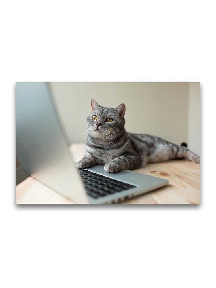 Cute Cat Working On Laptop Poster -Image by Shutterstock