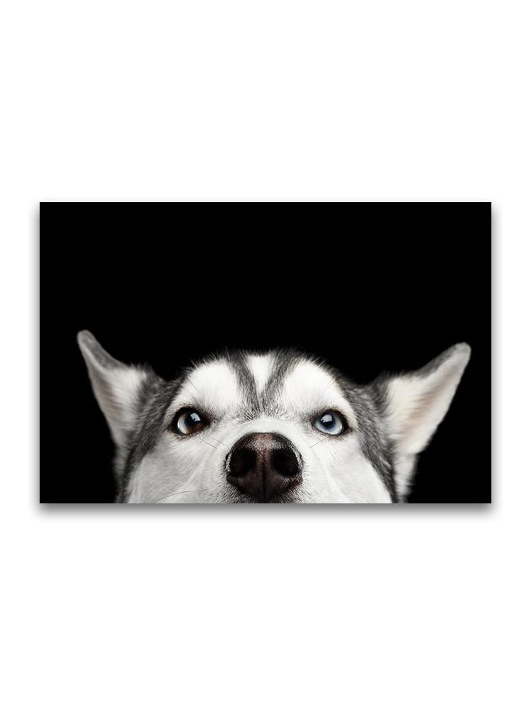 Portrait Of Husky Peeking Poster -Image by Shutterstock