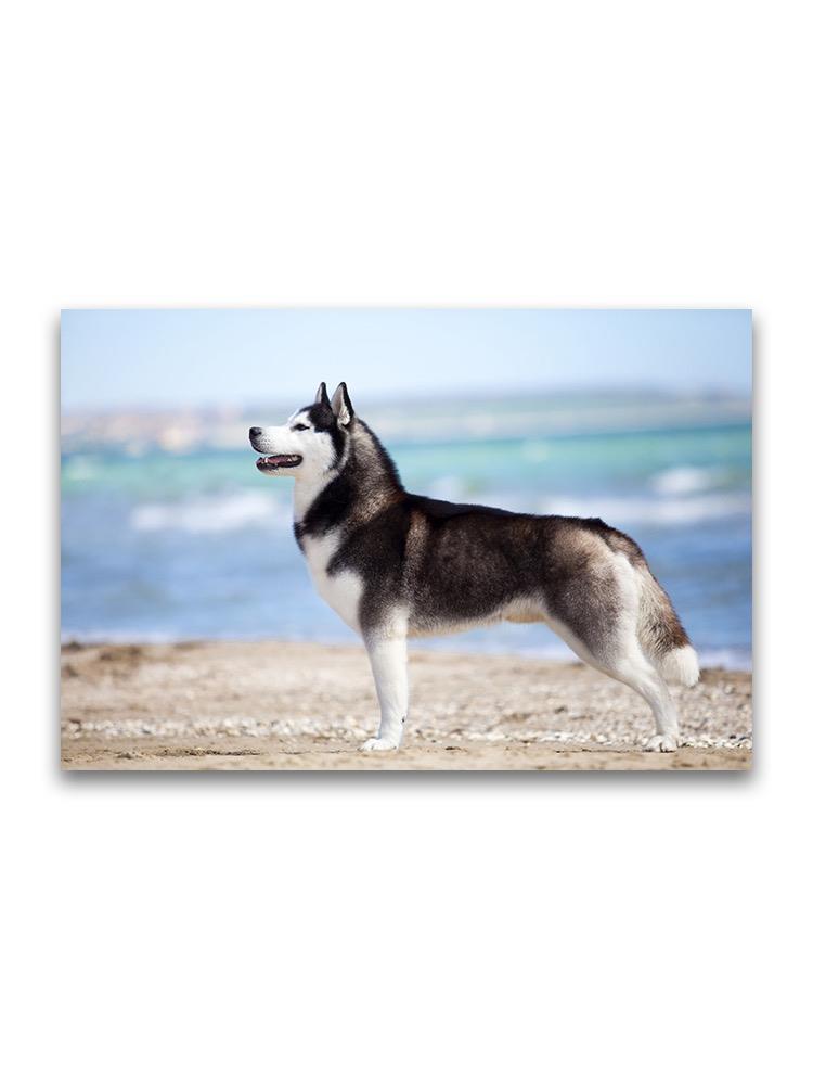 Siberian Husky At Beach  Poster -Image by Shutterstock