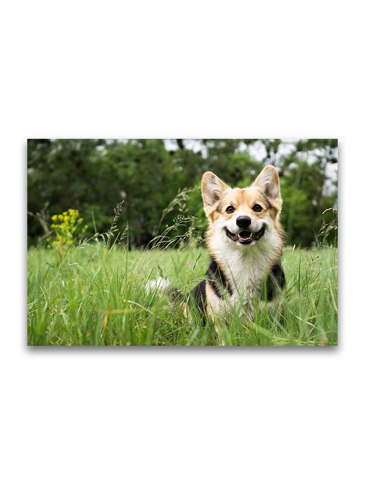 Happy Welsh Corgi On Grass Field Poster -Image by Shutterstock