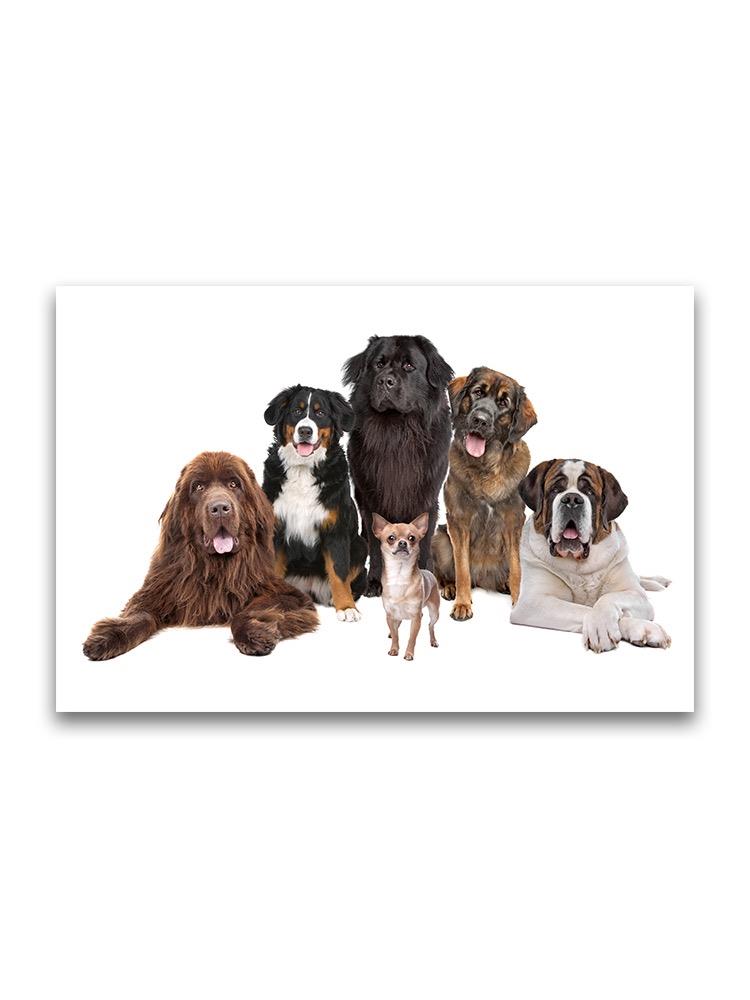 Pack Of Different Dogs Poster -Image by Shutterstock