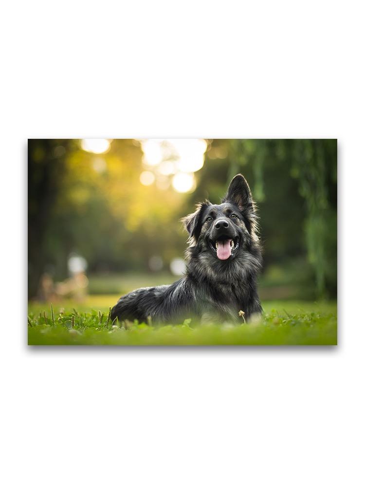 Gorgeous Portrait Of Dog  Poster -Image by Shutterstock