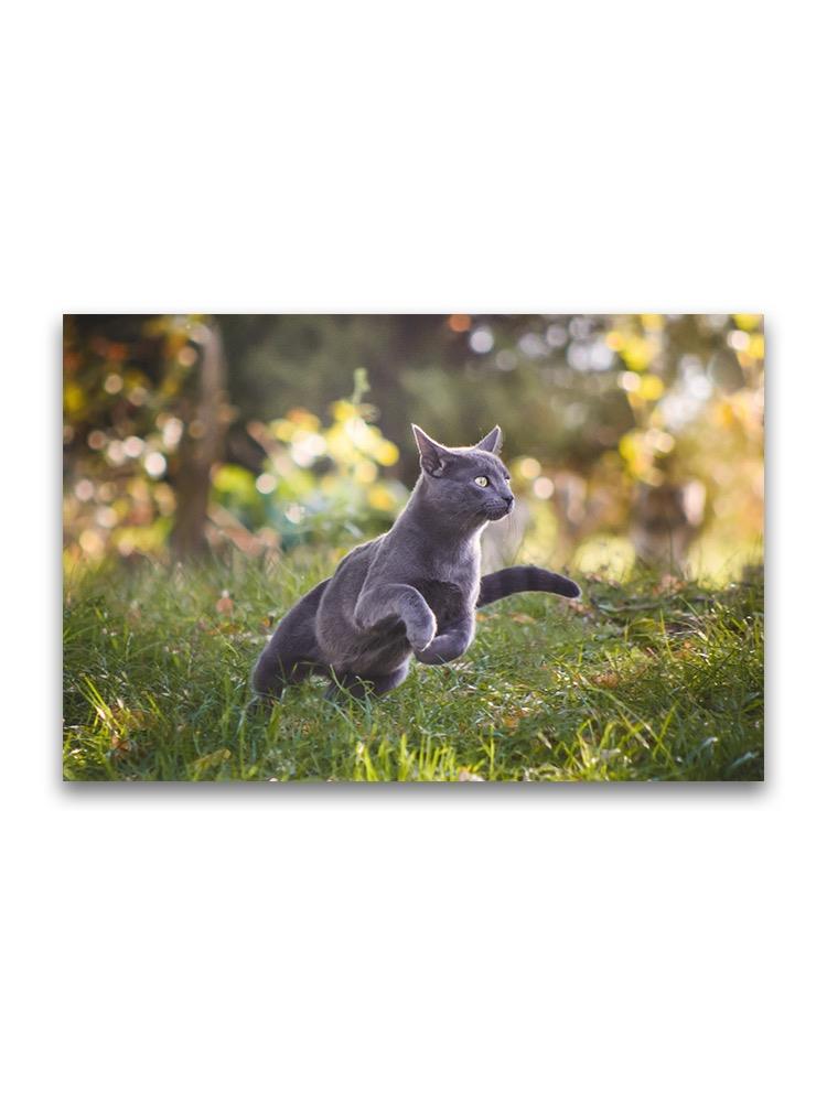 Russian Blue Cat Outdoors  Poster -Image by Shutterstock