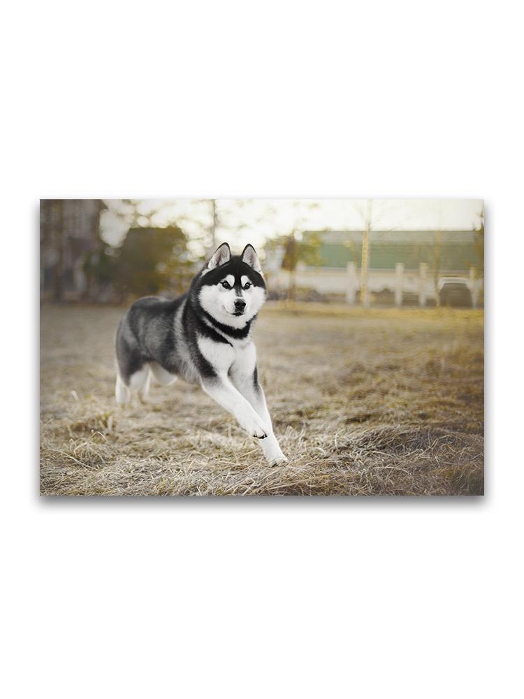 Siberian Husky On The Run  Poster -Image by Shutterstock