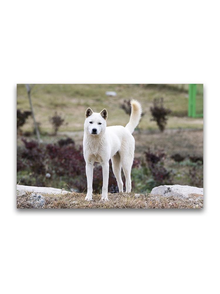 Korean Jindo Dog Outdoors Poster -Image by Shutterstock