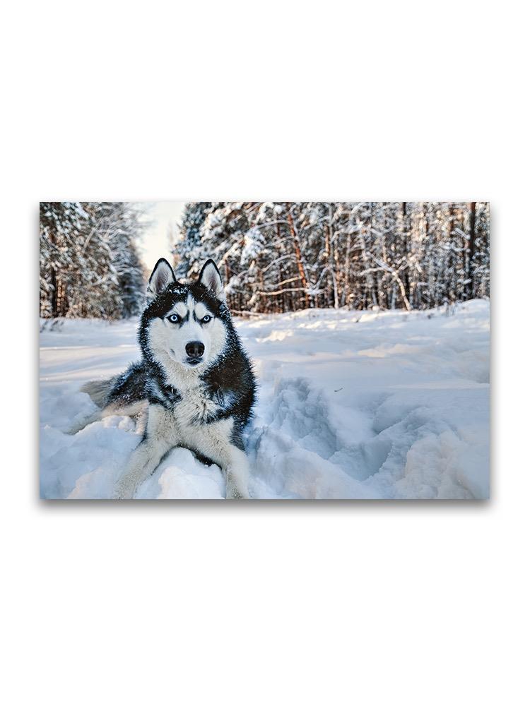 Husky Dog Lying On Snow  Poster -Image by Shutterstock