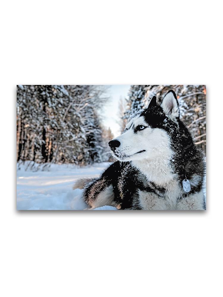 Side Portrait Of Husky Dog  Poster -Image by Shutterstock