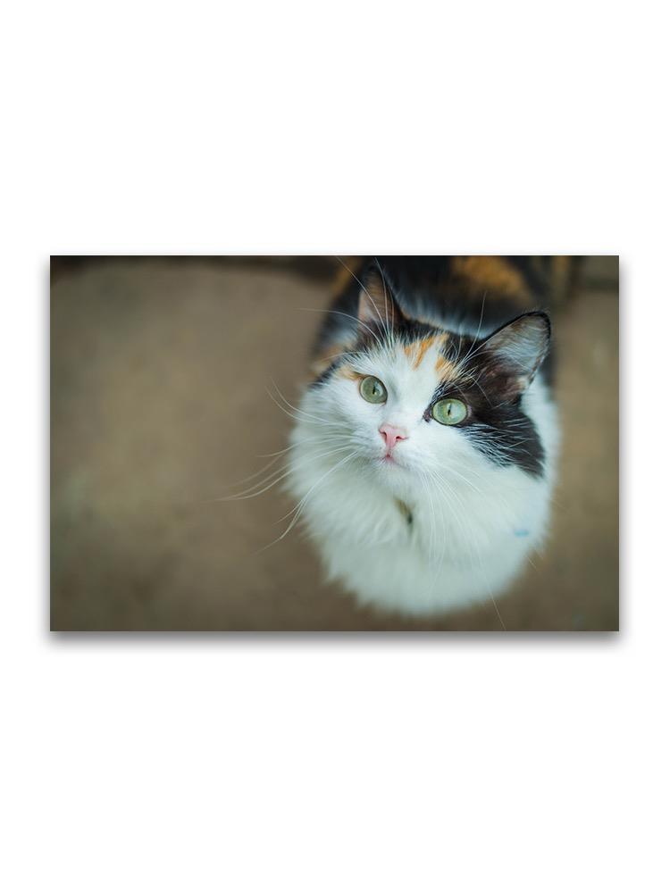 Beautiful Fluffly Calico Cat Poster -Image by Shutterstock
