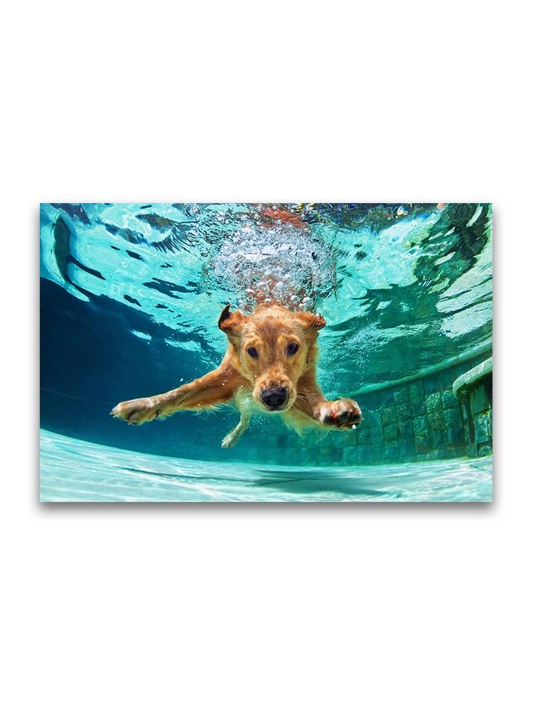 Underwater Photo Of Labrador Pup Poster -Image by Shutterstock