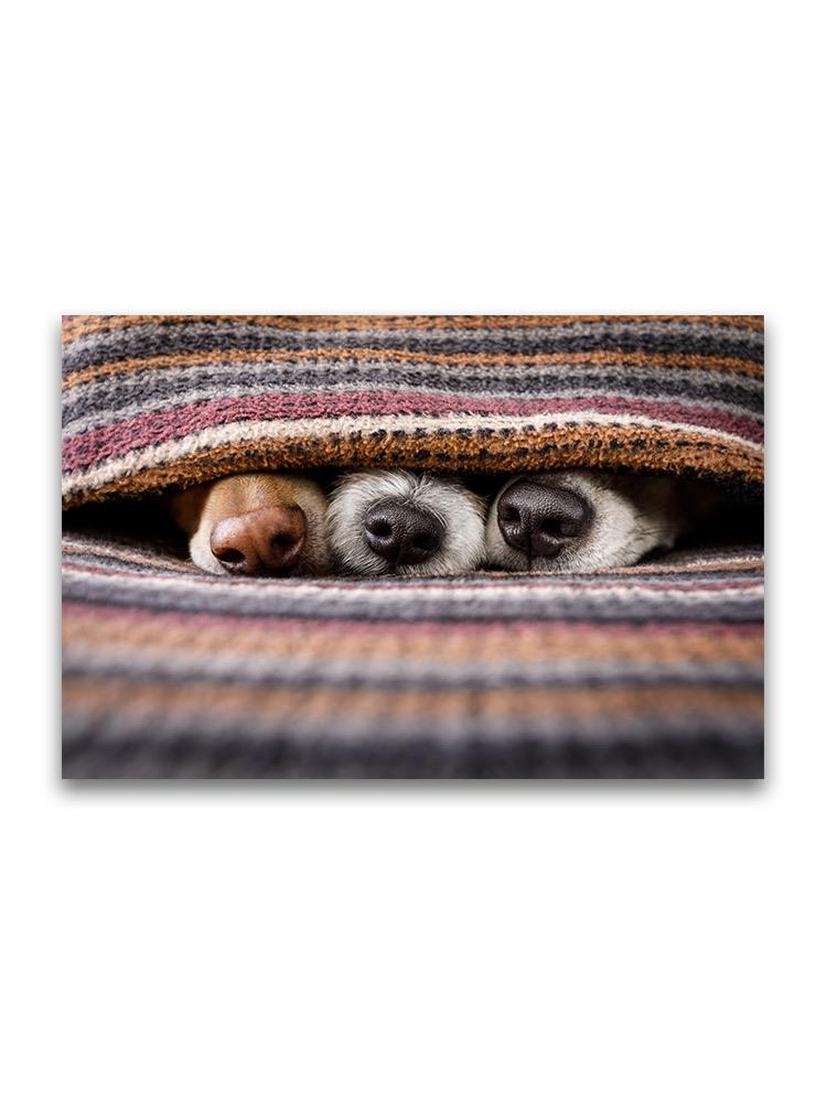 Dog Snouts Under Cozy Blanket Poster -Image by Shutterstock