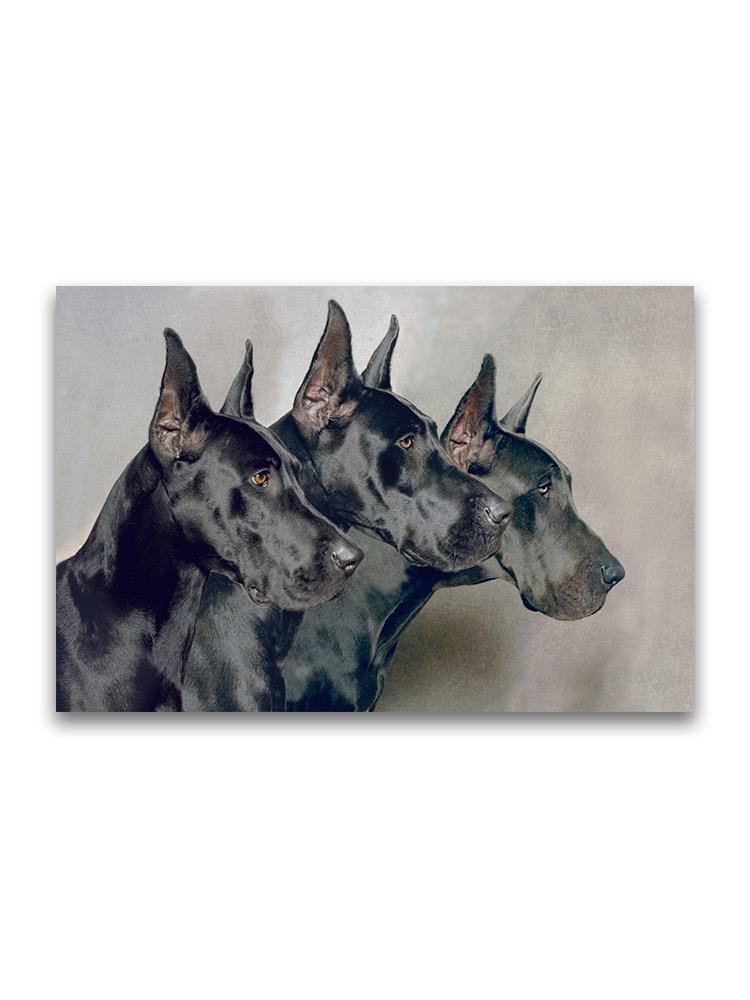Generations Of Great Dane Dogs Poster -Image by Shutterstock