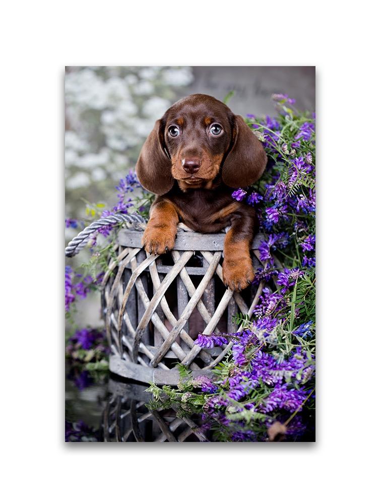 Adorable Brown Dachshund Puppy Poster -Image by Shutterstock