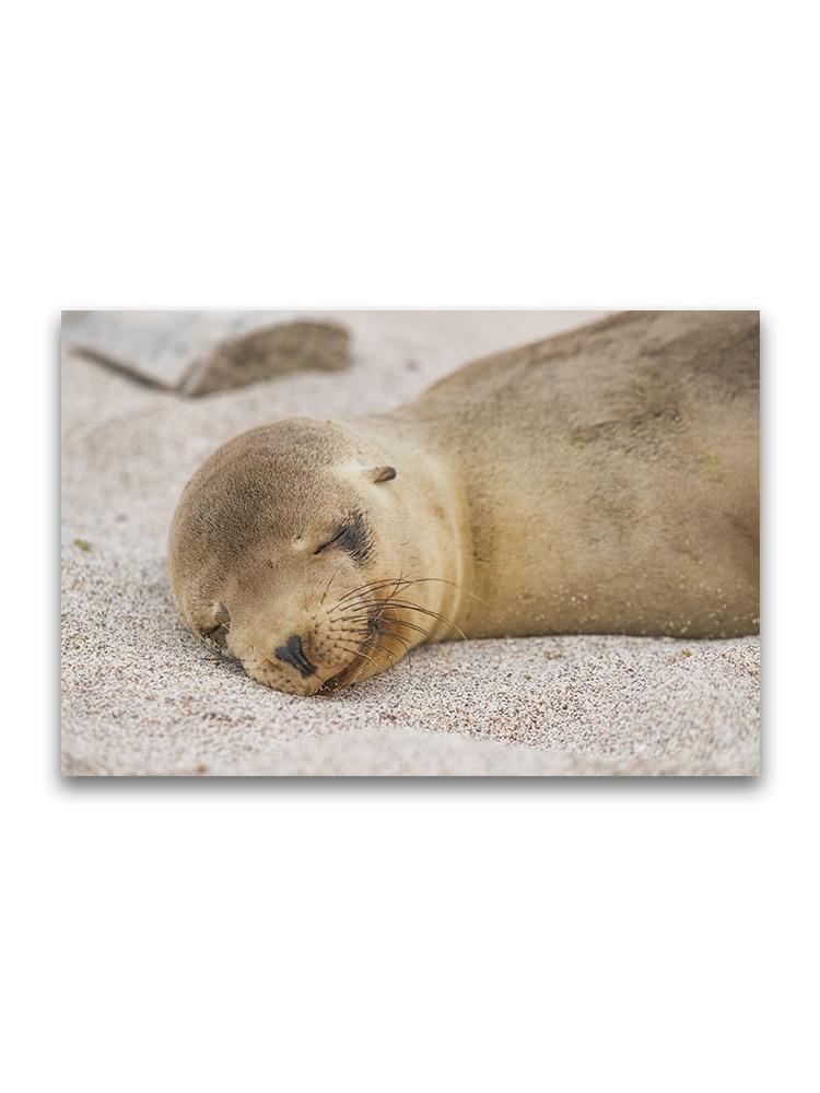 Galapagos Sea Lion Cub Sleeping Poster -Image by Shutterstock