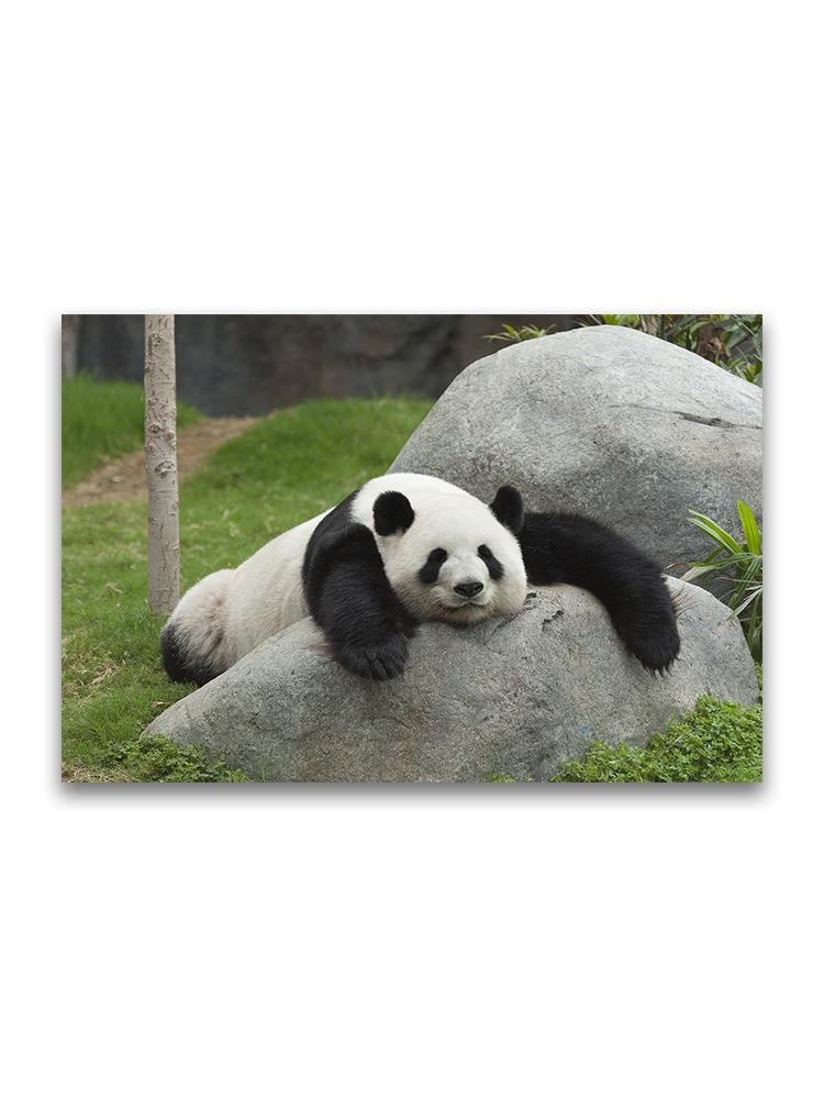 Cute Giant Apnda Bear Lying  Poster -Image by Shutterstock