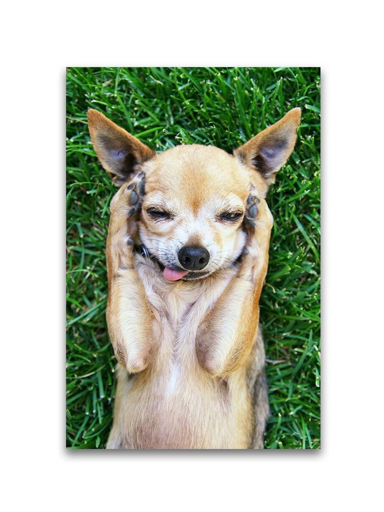 Cute Chihuahua With Tongue Out Poster -Image by Shutterstock