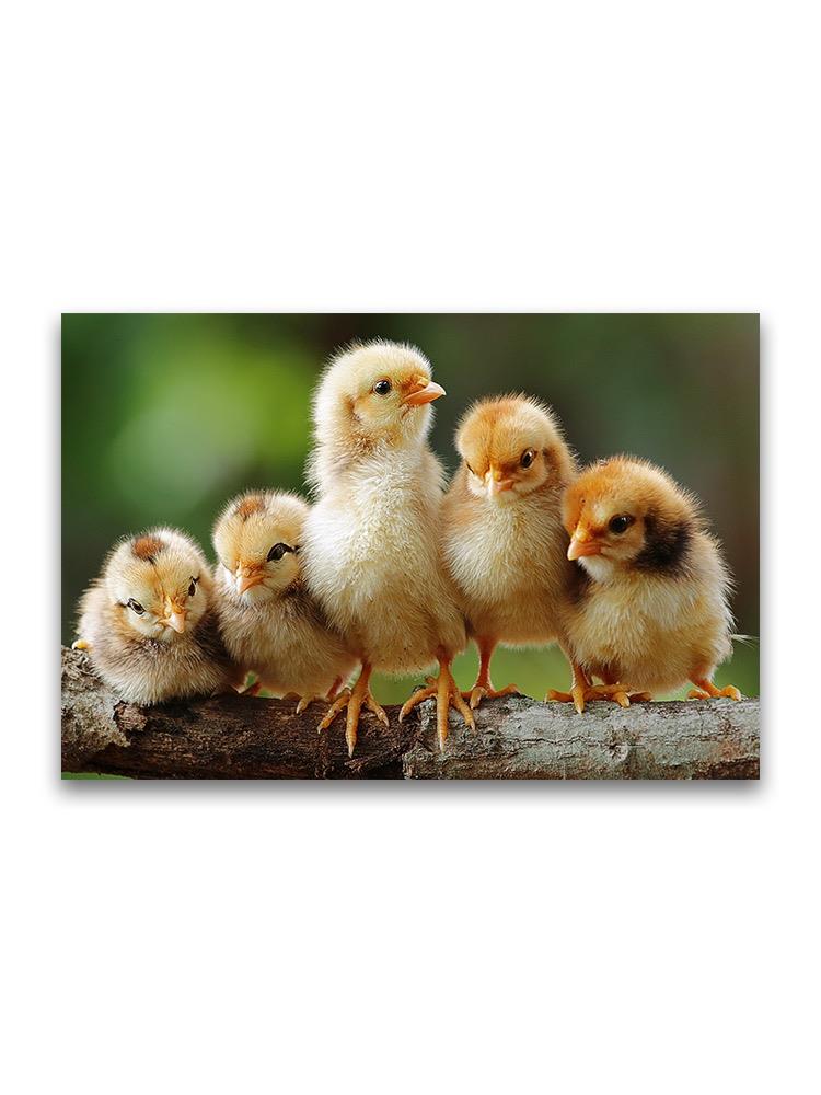 Adorable Sibling Chicks Poster -Image by Shutterstock