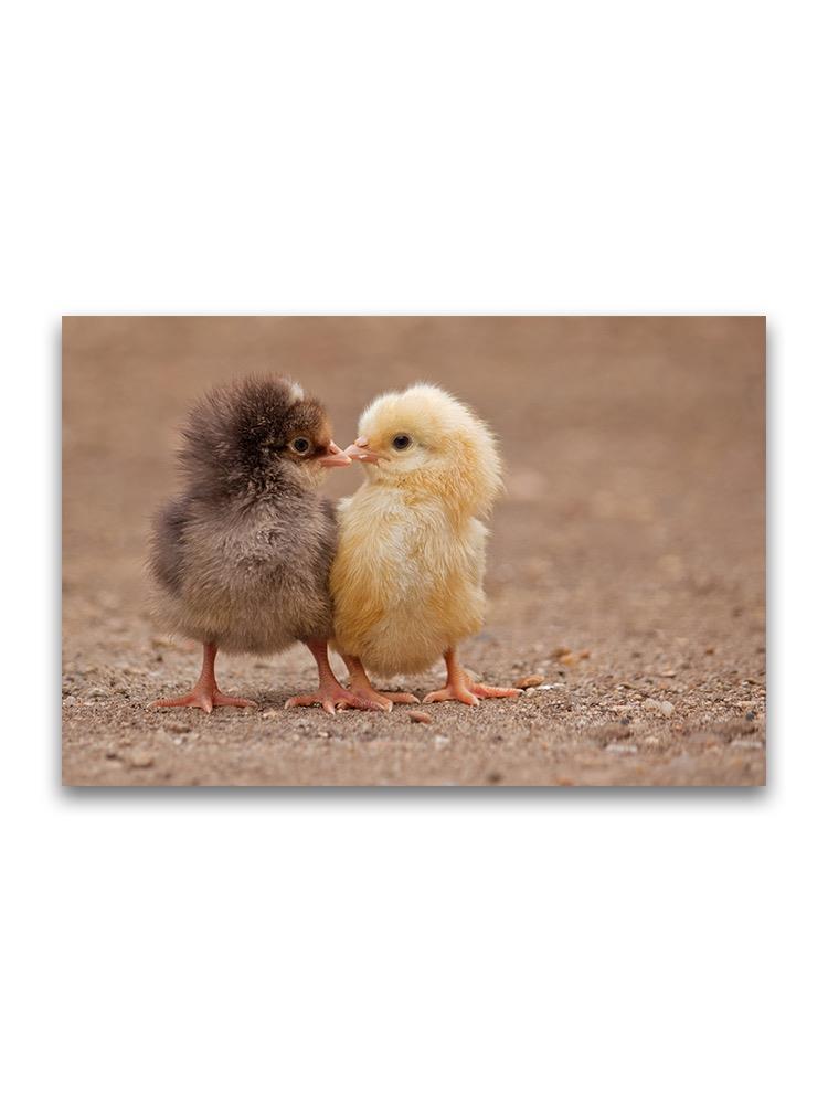 Tiny Chicks Cuddling Poster -Image by Shutterstock