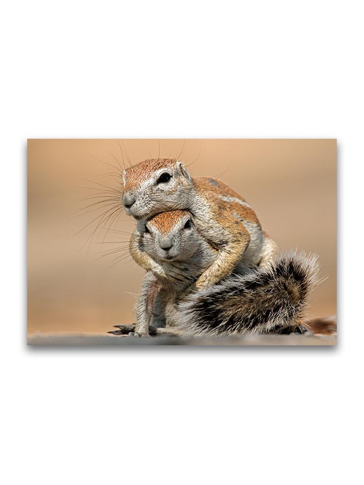 Adorable Squirrels Playing Poster -Image by Shutterstock