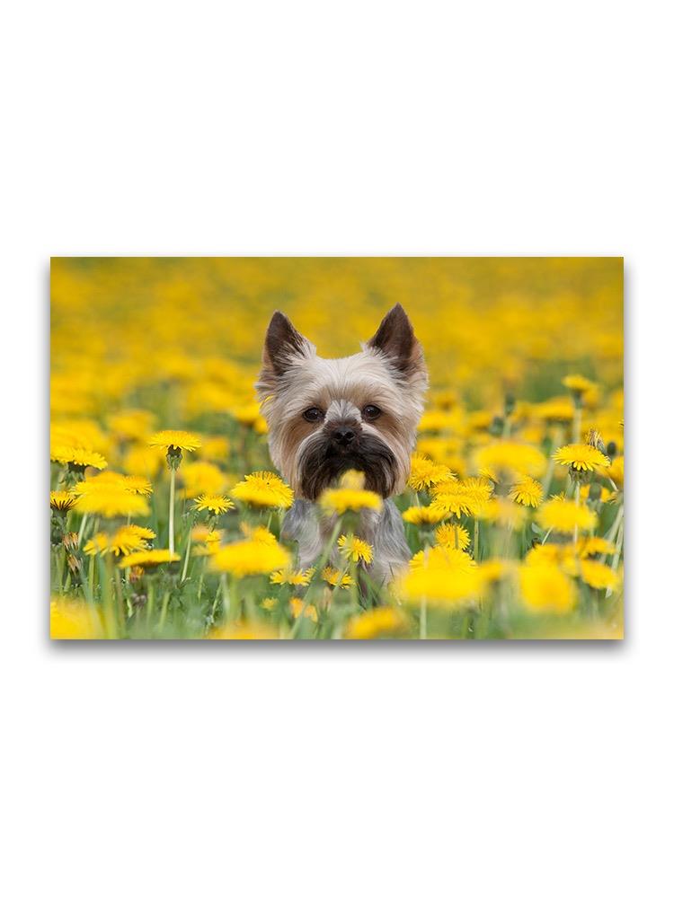 Yorkshire In Dandelion Field Poster -Image by Shutterstock