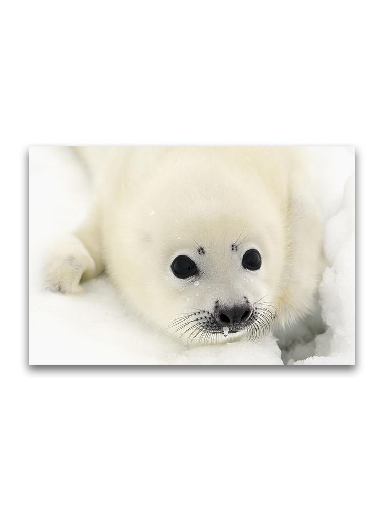 Adorable Harp Seal Pup On Snow Poster -Image by Shutterstock