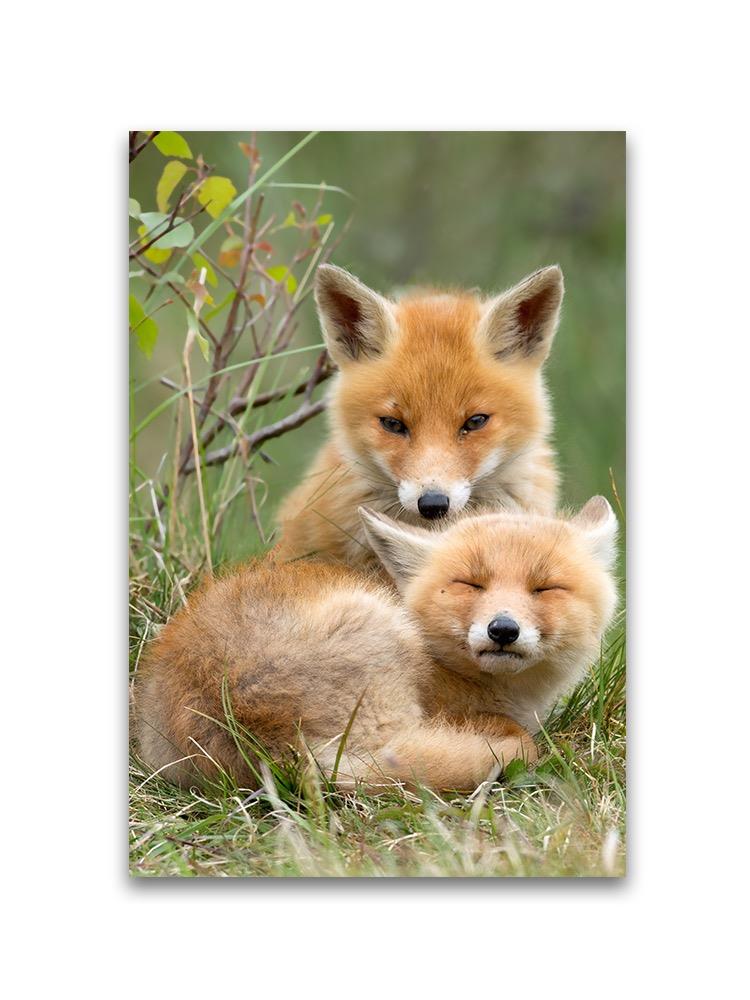Adorable Fox Pups Resting Poster -Image by Shutterstock
