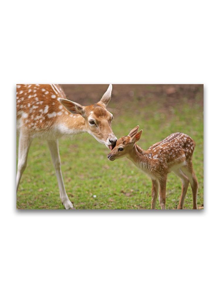 A Mother's Love Pair Of Fawns Poster -Image by Shutterstock