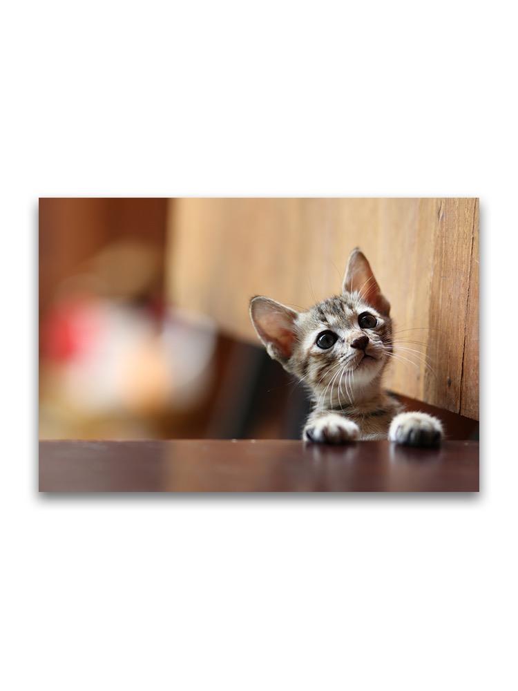 Adorable Kitty Peeking  Poster -Image by Shutterstock