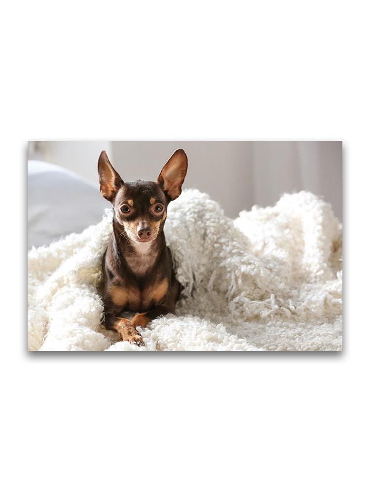 Toy Terrier Lying In Bed Poster -Image by Shutterstock