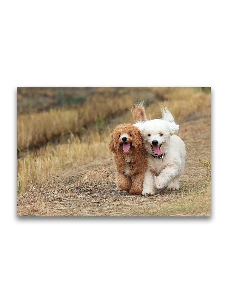 Poodle Dogs Running Outdoors Poster -Image by Shutterstock