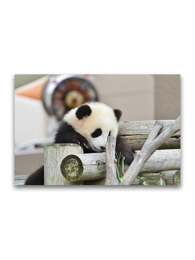 Adorable Baby Giant Panda  Poster -Image by Shutterstock