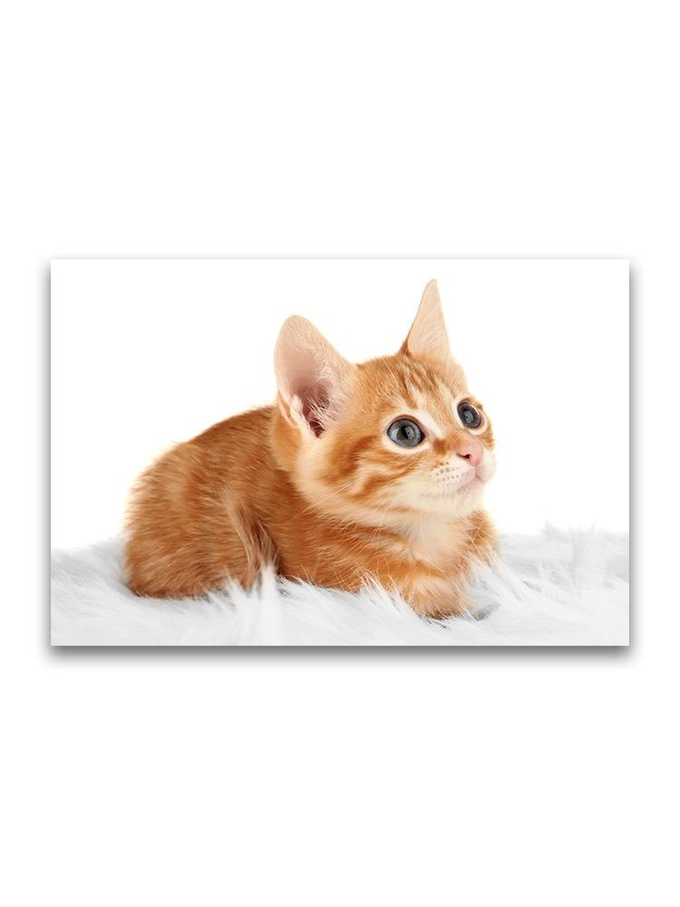 Adorable Tiny Ginger Kitty Poster -Image by Shutterstock