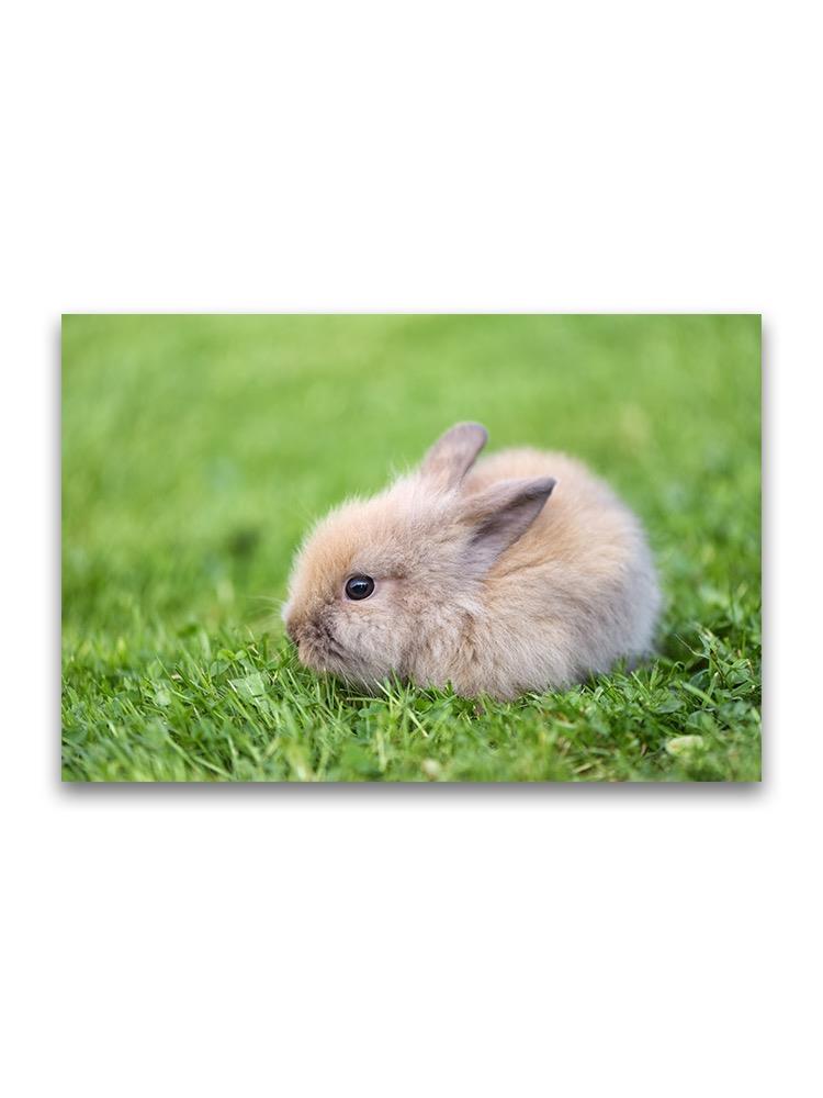 Tiny Rabbit On Grass Poster -Image by Shutterstock
