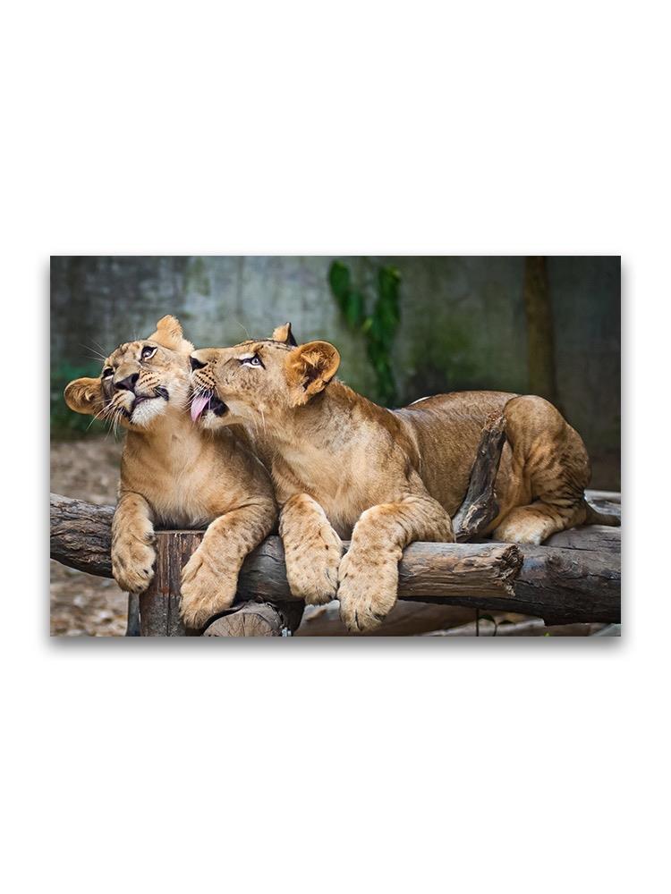 Amazing Young Lion Cubs Poster -Image by Shutterstock