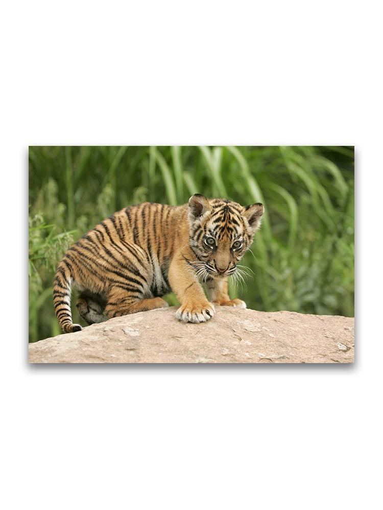 Tiny Sumatran Tiger  Poster -Image by Shutterstock